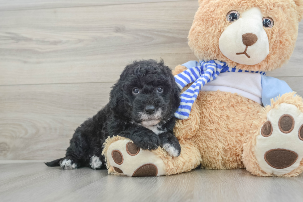 Hypoallergenic Sheep a Poo Poodle Mix Puppy