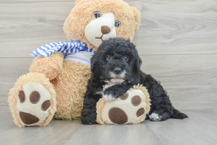 Funny Mini Sheepadoodle Poodle Mix Pup