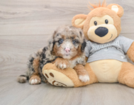 5 week old Mini Sheepadoodle Puppy For Sale - Seaside Pups