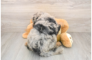 Mini Sheepadoodle Pup Being Cute