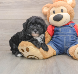 5 week old Mini Sheepadoodle Puppy For Sale - Seaside Pups