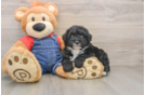 Funny Mini Sheepadoodle Poodle Mix Pup