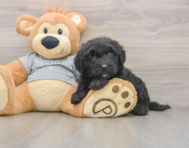 6 week old Mini Sheepadoodle Puppy For Sale - Seaside Pups
