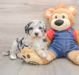 5 week old Mini Sheepadoodle Puppy For Sale - Seaside Pups
