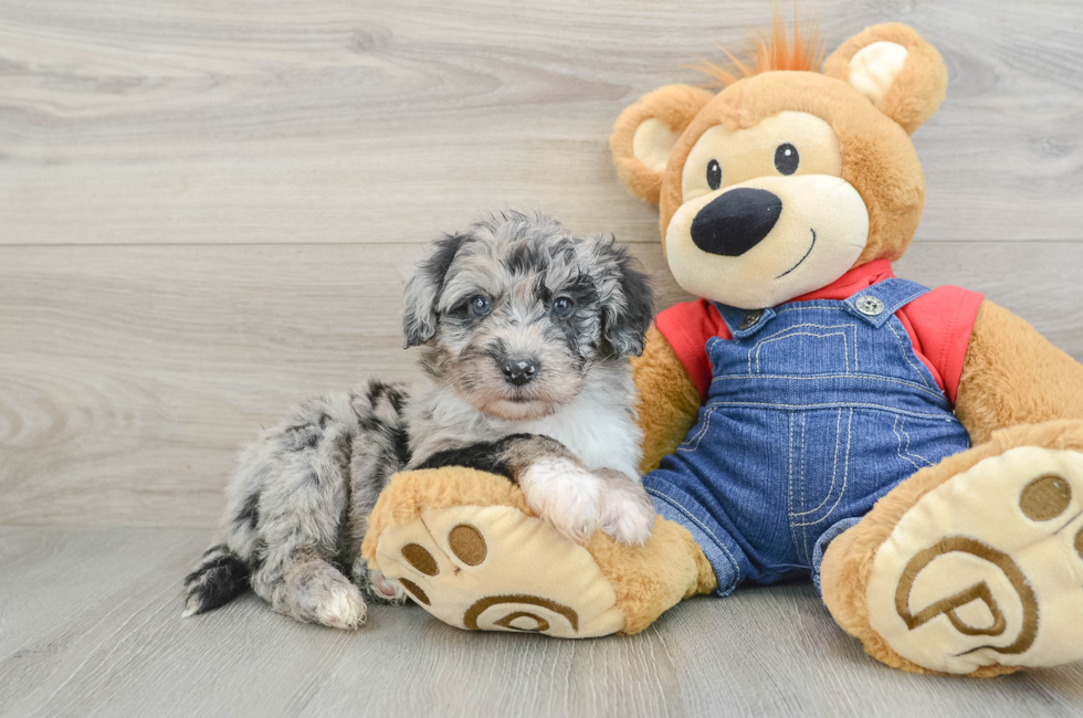 8 week old Mini Sheepadoodle Puppy For Sale - Seaside Pups