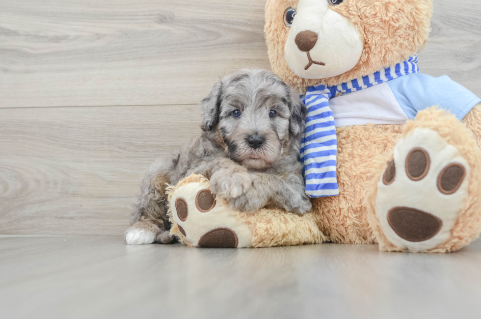 5 week old Mini Sheepadoodle Puppy For Sale - Seaside Pups