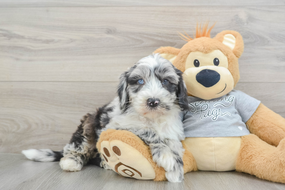 Mini Sheepadoodle Puppy for Adoption