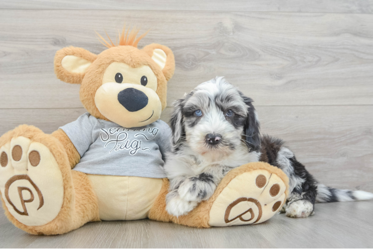 Best Mini Sheepadoodle Baby
