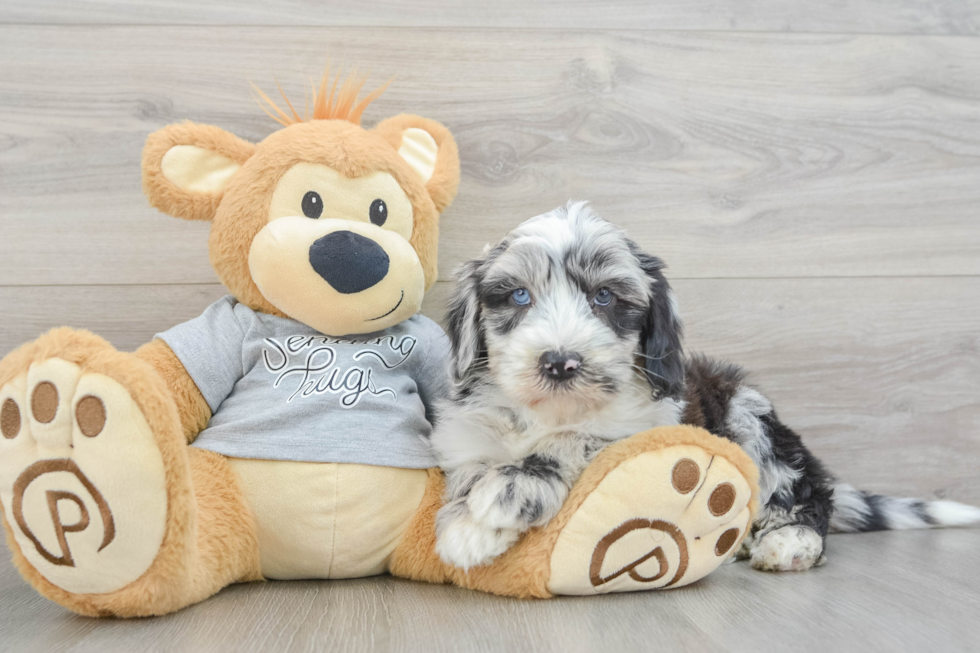 Best Mini Sheepadoodle Baby