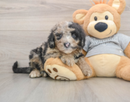 5 week old Mini Sheepadoodle Puppy For Sale - Seaside Pups