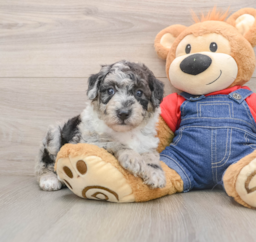 5 week old Mini Sheepadoodle Puppy For Sale - Seaside Pups