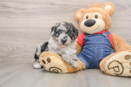 SEATTLE, a Mini Sheepadoodle littermate