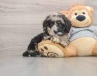 7 week old Mini Sheepadoodle Puppy For Sale - Seaside Pups