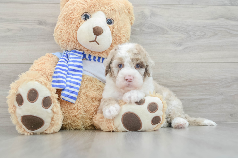 6 week old Mini Sheepadoodle Puppy For Sale - Seaside Pups