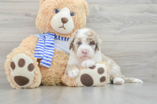 Petite Mini Sheepadoodle Poodle Mix Pup