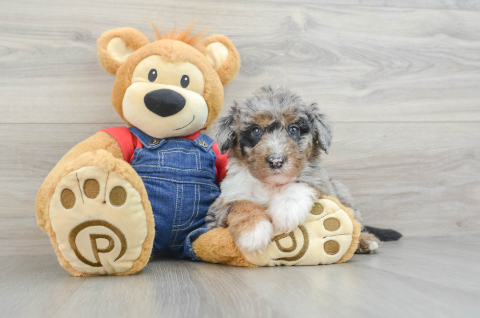 8 week old Mini Sheepadoodle Puppy For Sale - Seaside Pups