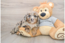 Mini Sheepadoodle Pup Being Cute