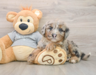 5 week old Mini Sheepadoodle Puppy For Sale - Seaside Pups