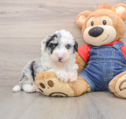 5 week old Mini Sheepadoodle Puppy For Sale - Seaside Pups