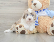 6 week old Mini Sheepadoodle Puppy For Sale - Seaside Pups