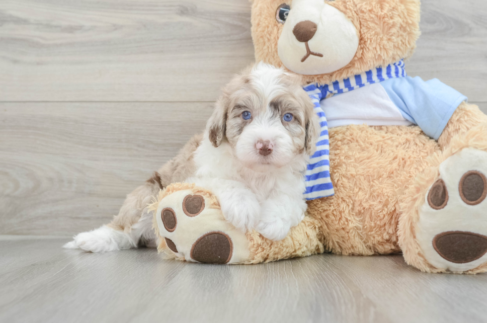 5 week old Mini Sheepadoodle Puppy For Sale - Seaside Pups