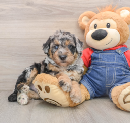 5 week old Mini Sheepadoodle Puppy For Sale - Seaside Pups