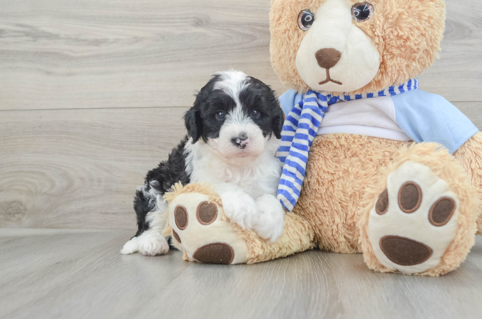 5 week old Mini Sheepadoodle Puppy For Sale - Seaside Pups