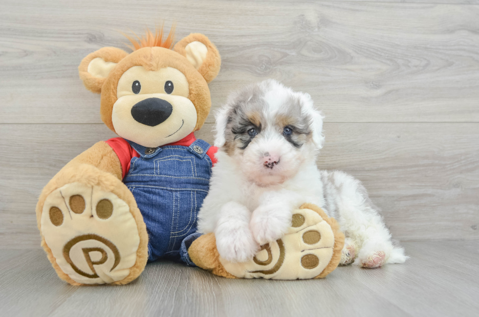 8 week old Mini Sheepadoodle Puppy For Sale - Seaside Pups