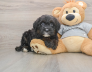 5 week old Mini Sheepadoodle Puppy For Sale - Seaside Pups