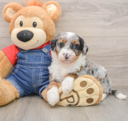 5 week old Mini Sheepadoodle Puppy For Sale - Seaside Pups