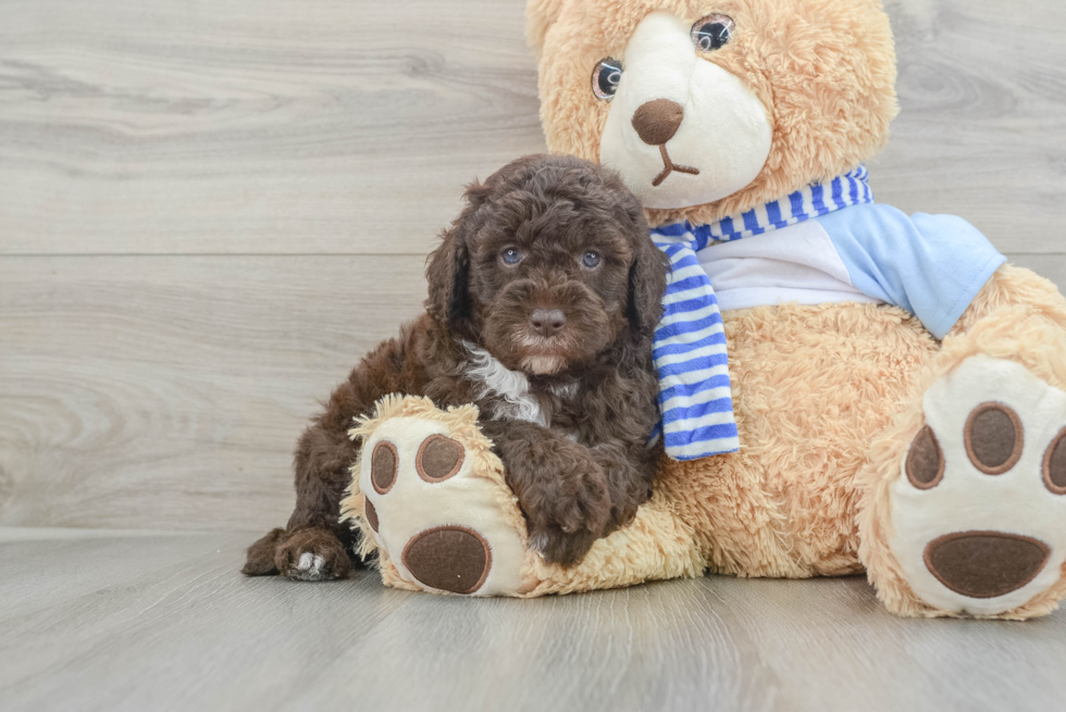 Funny Mini Sheepadoodle Poodle Mix Pup