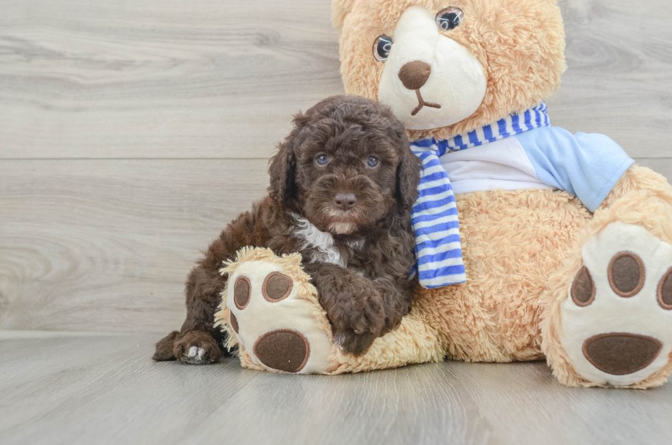 5 week old Mini Sheepadoodle Puppy For Sale - Seaside Pups