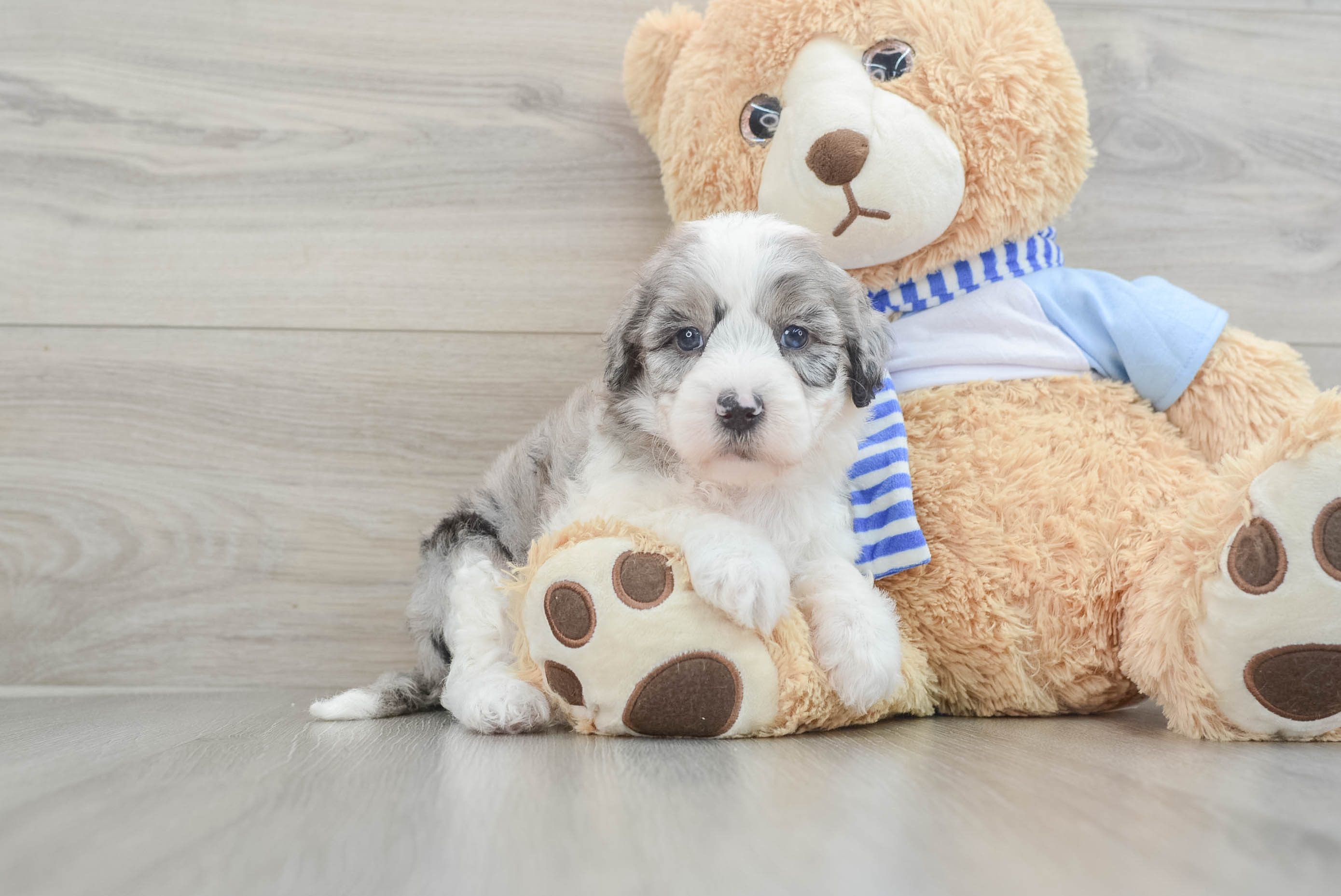 Mini Sheepadoodle Puppy for Adoption