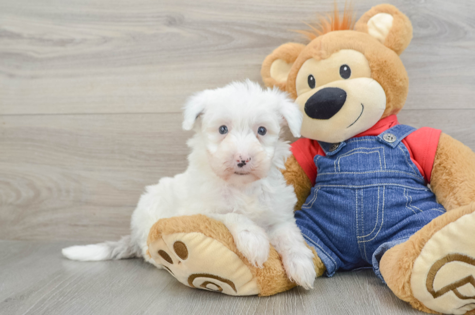 8 week old Mini Sheepadoodle Puppy For Sale - Seaside Pups