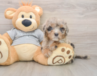 7 week old Mini Sheepadoodle Puppy For Sale - Seaside Pups