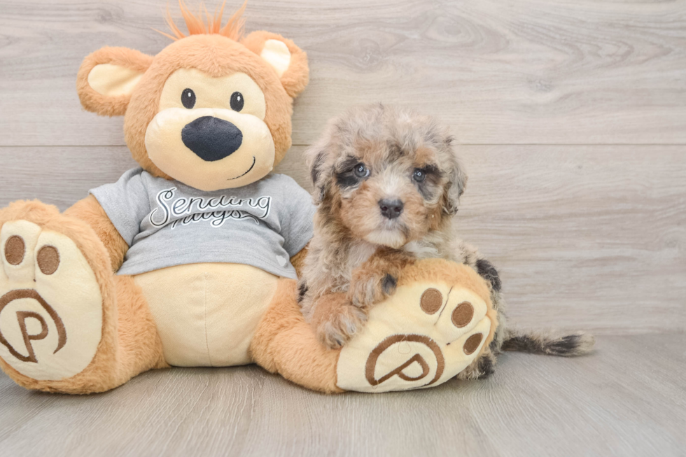 Mini Sheepadoodle Puppy for Adoption