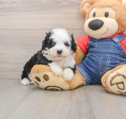5 week old Mini Sheepadoodle Puppy For Sale - Seaside Pups
