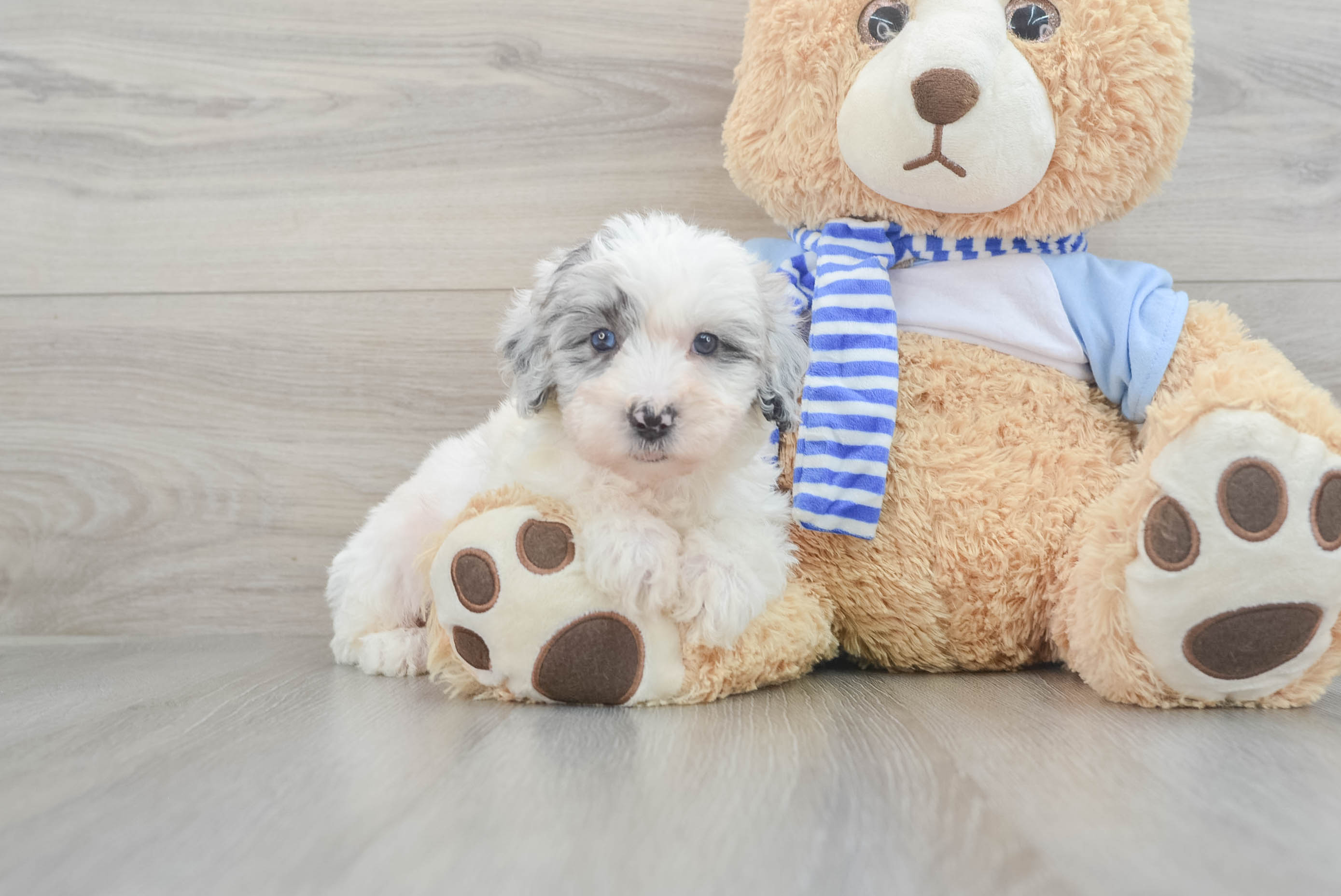 Best Mini Sheepadoodle Baby