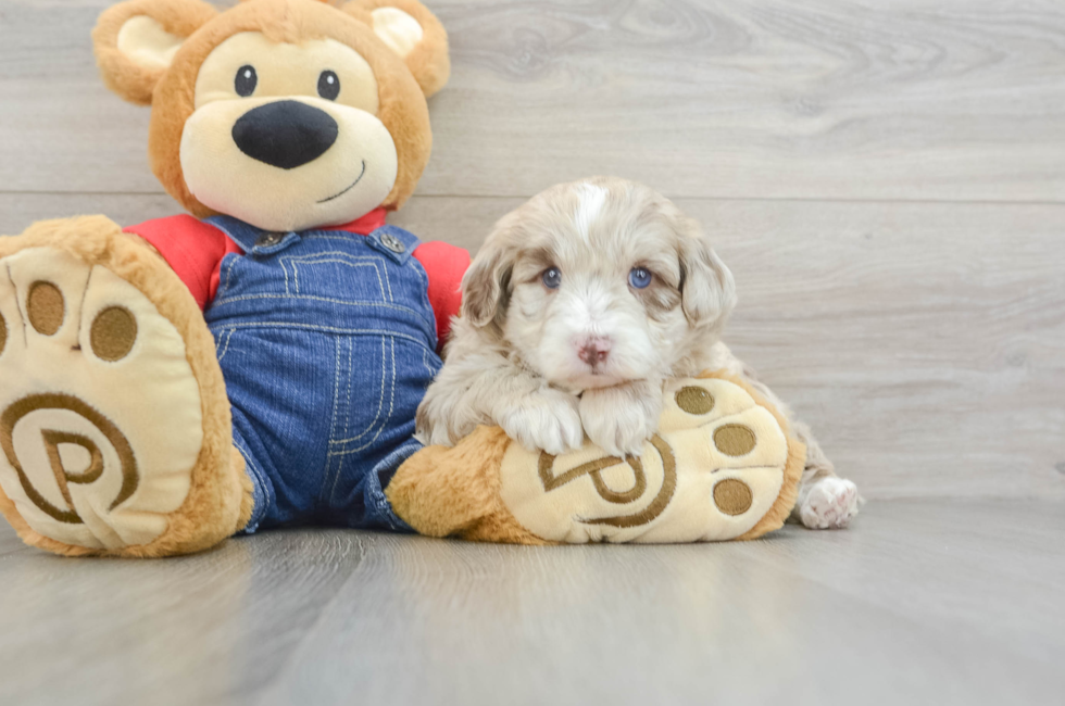 7 week old Mini Sheepadoodle Puppy For Sale - Seaside Pups