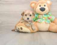 6 week old Morkie Puppy For Sale - Seaside Pups