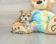 5 week old Morkie Puppy For Sale - Seaside Pups