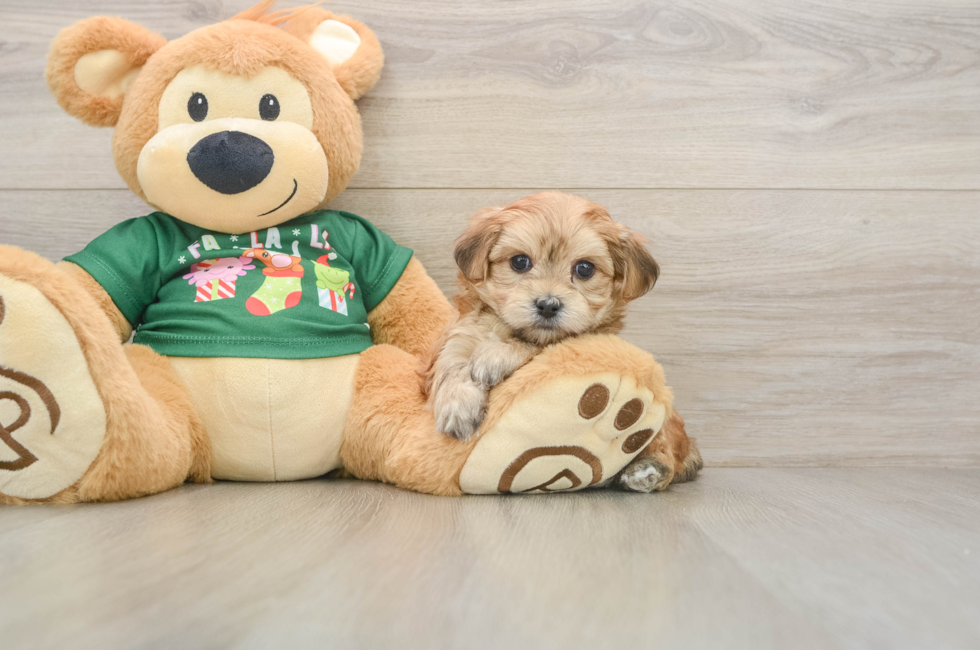 5 week old Morkie Puppy For Sale - Seaside Pups