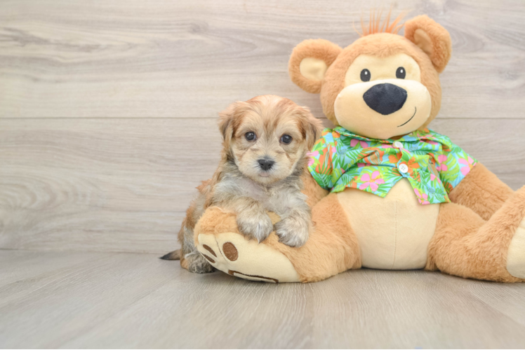 Hypoallergenic Yortese Designer Puppy