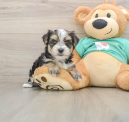 6 week old Morkie Puppy For Sale - Seaside Pups