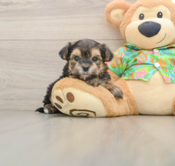 5 week old Morkie Puppy For Sale - Seaside Pups