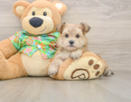 6 week old Morkie Puppy For Sale - Seaside Pups