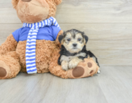 8 week old Morkie Puppy For Sale - Seaside Pups