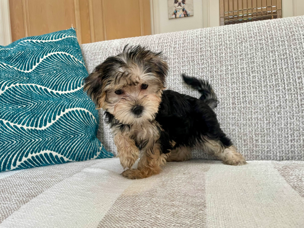 Best Morkie Baby