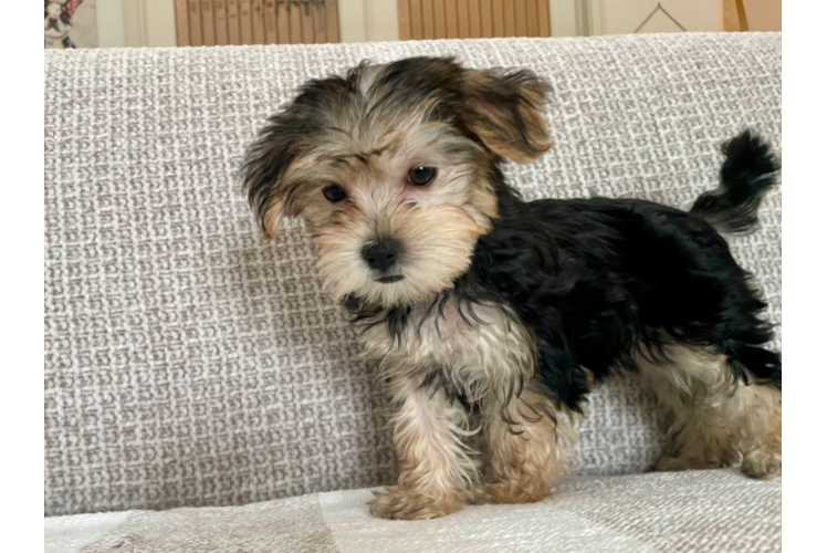 Best Morkie Baby