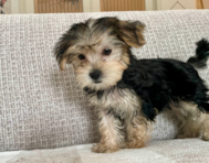 11 week old Morkie Puppy For Sale - Seaside Pups